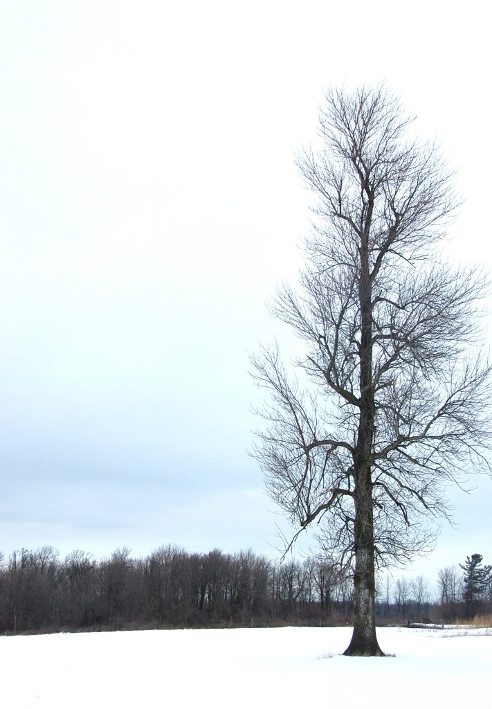 DSC_3577-1-minimaliste-arbre