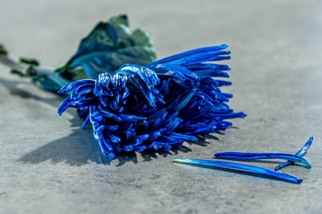 Nouvelle fleur, QQ chose de bleu, Photo Jugée, Hélène Couillard