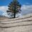 Arbre